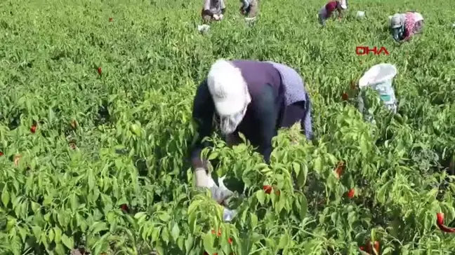 Samsun'da Kapya Biber Üretiminde 4. Sırada