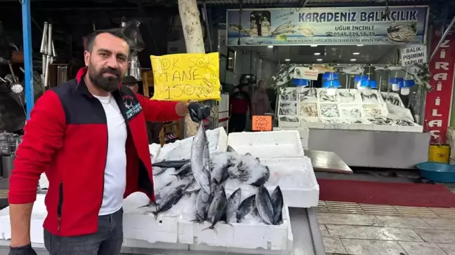 Kilis'te Balık Satışları Artıyor