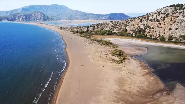 İztuzu Sahili'nde Caretta Caretta Yavrularının Denize Ulaşması Rekor Kırdı