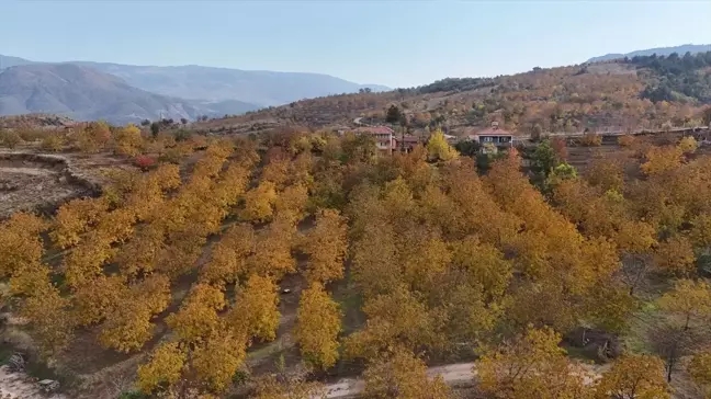 Oğuzlar'da Ceviz Bahçeleri Sonbahar Renkleriyle Göz Kamaştırıyor