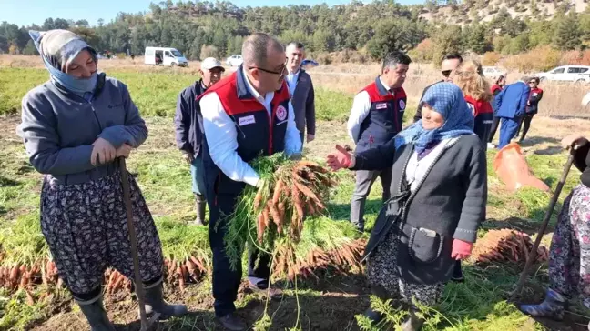 Çakır Havuç'ta Hasat Devam Ediyor, 5 Bin Ton Rekolte Bekleniyor