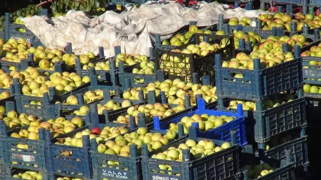 Bitlis'te Çiftçi Harun Örken, 200 Ton Elma Hasadı Yaptı