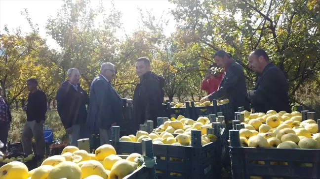 Adana'da Ayva Hasadı Başladı