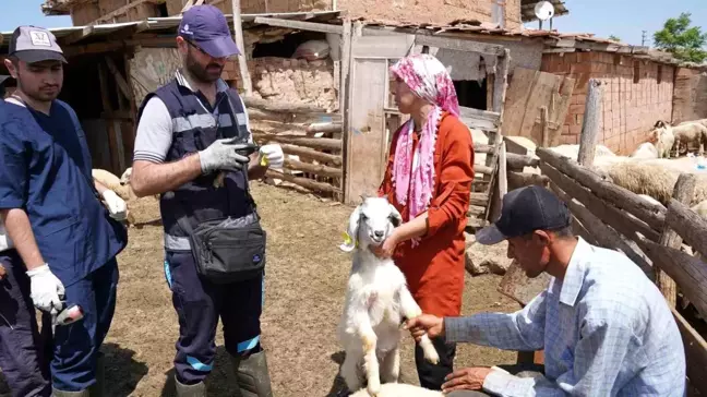 Aşısız Hayvanlar Çiftçiyi Zarara Uğratabilir