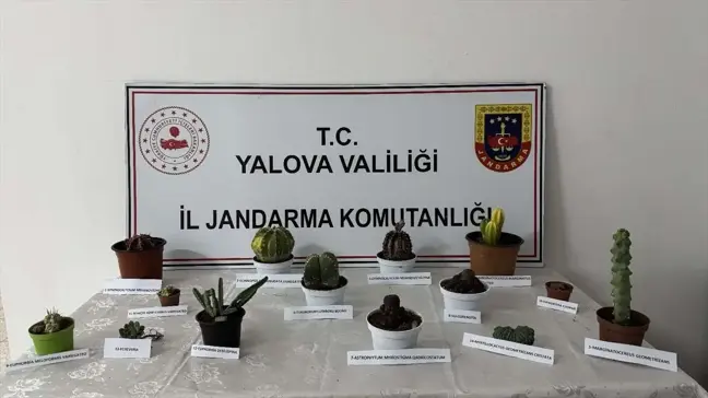 Yalova'da Endemik Kaktüs Hırsızlığı: Bir Kişi Gözaltına Alındı