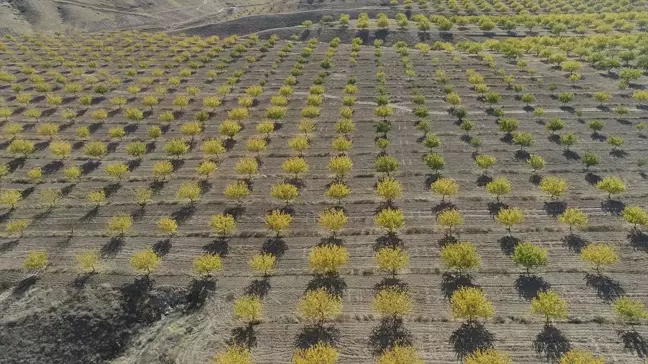 Malatya'da Sonbahar Renkleriyle Kayısı Bahçeleri Görsel Şölen Sunuyor