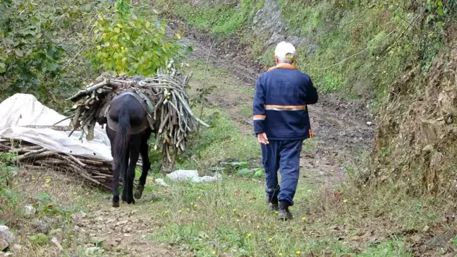 Giresun'da Yüzlerce Yıldır Süren Katırcılık Mesleği Tehlikede