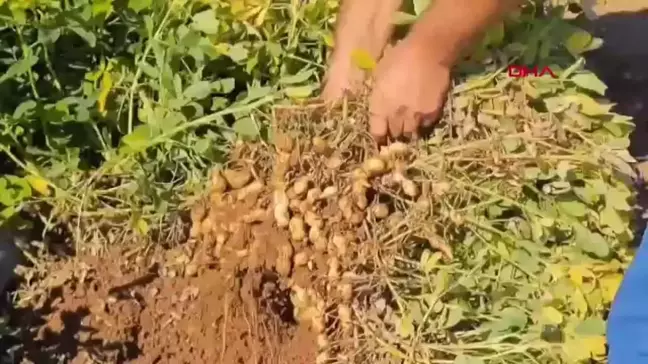 Nusaybin'de Yer Fıstığı Deneme Ekimi Başladı