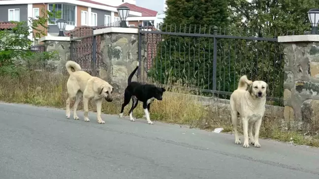 Ordu'da Sokak Köpeklerinin Saldırısı: 70 Yaşındaki Adam Yaralandı