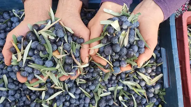 Demirci'de Zeytin Hasadı Başladı