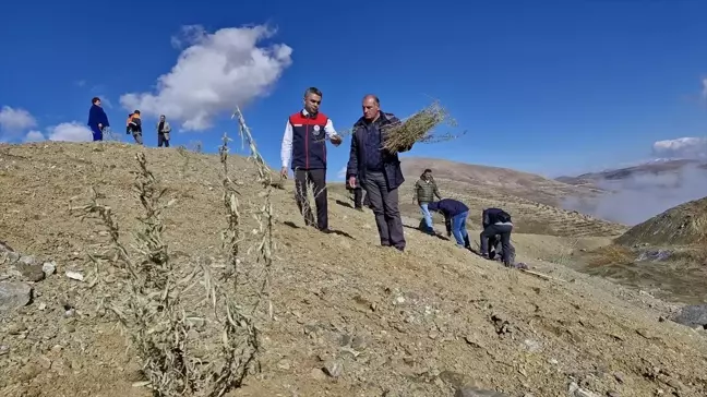 Erzurum'da Tuz Çalısı Fideleri Dikildi