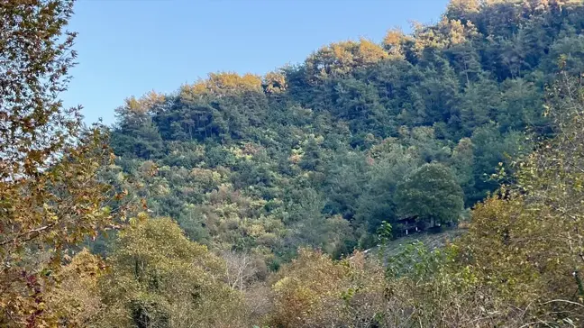 Dörtyol Ormanları Sonbahar Renkleriyle Büyülüyor