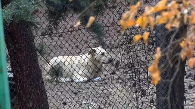 Köpek Saldırısı Mahallede Tedirginlik Yarattı