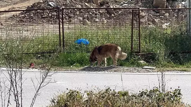 Düzce Üniversitesi Öğrencileri Sokak Hayvanları İçin Mama Dağıttı