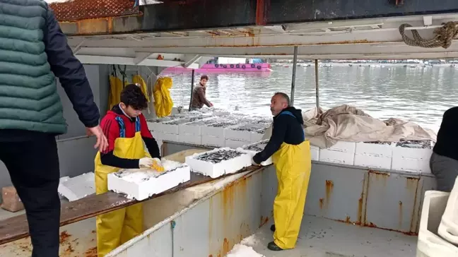 Düzce'de Hamsi Sezonu Başladı: Tekneler Kasa Kasa Balıkla Döndü