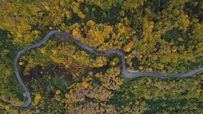 Kastamonu'nun Sonbahar Güzellikleri: Abana ve Bozkurt Ormanları