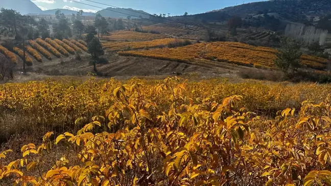 Isparta'nın Gül Bahçeleri Sonbaharda Renk Cümbüşü Sunuyor