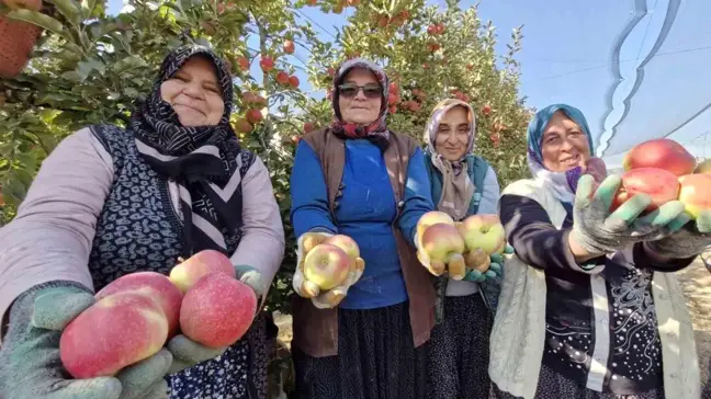 Karaman'da Elma Hasadı Sona Eriyor, Kalite Ön Planda