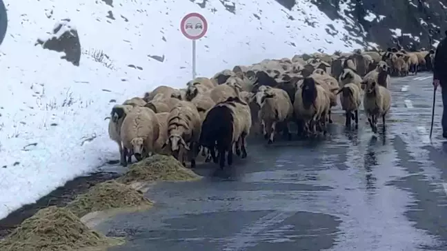 Van'ın Çatak İlçesinde Besiciler Kış Şartlarıyla Mücadele Ediyor