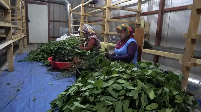 Samsun'da Ekolojik Üretim Tesisinde 20 Çeşit Tıbbi Bitki İşleniyor