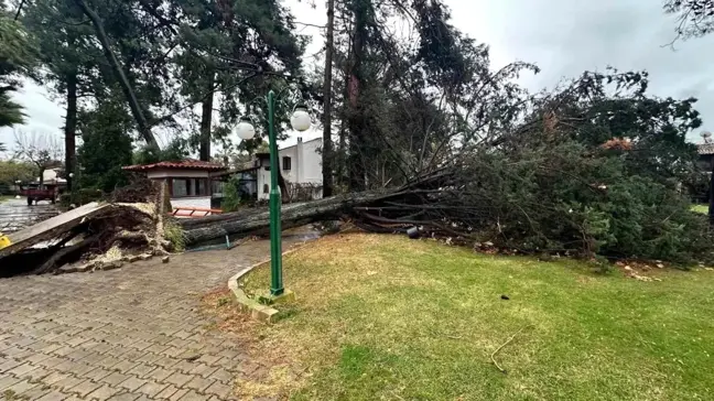 Bursa'da Dev Çam Ağacı Devrildi, Sakinler Panikledi