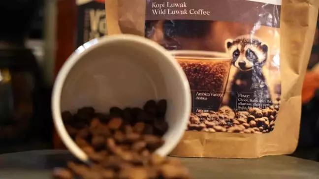 Dünyanın En Pahalı Kahvesi 'Kopi Luwak' Sakarya'da Satışa Sunuldu