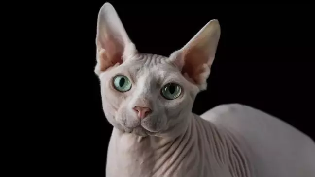 Sphynx kedi yasaklandı mı? Sphynx cinsi kedi sahiplenmek neden yasaklandı?