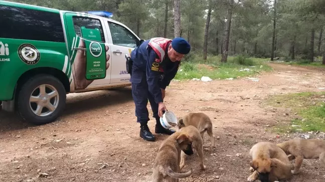 Antalya'da Sokak Hayvanları İçin Mama Desteği