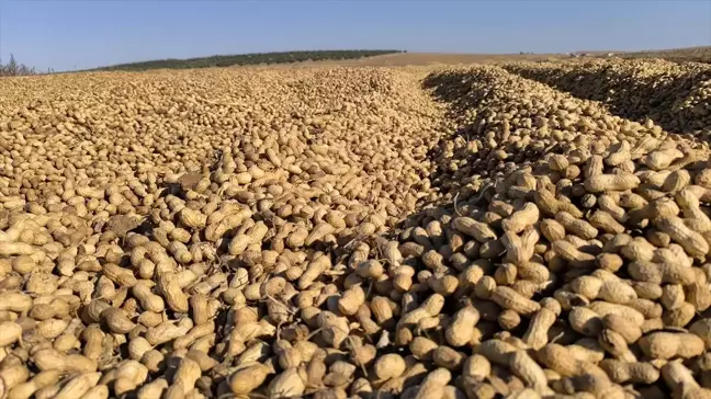 Suruç'ta Yer Fıstığı Hasadı Başladı