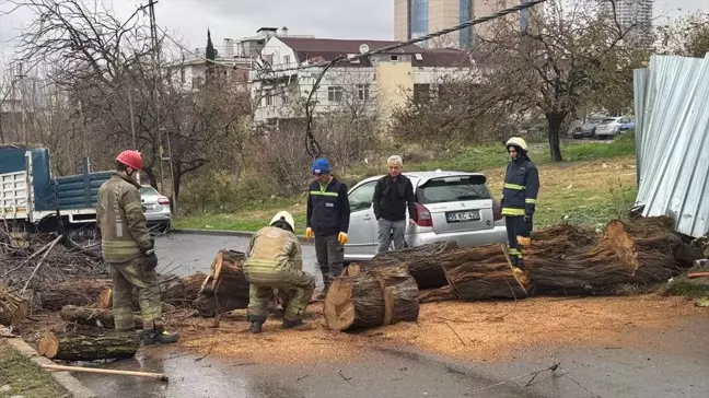 Avcılar'da Devrilen Ağaç İtfaiye Ekipleri Tarafından Kesilerek Kaldırıldı