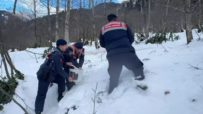 Giresun'da Yaban Hayvanları İçin Doğaya Yem Bırakıldı