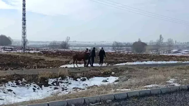 Sivas'ta Kaza: 3 Yaralı, Firari İnek Geri Döndü