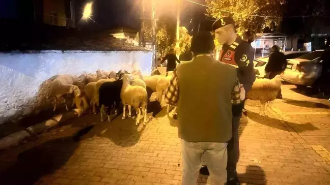 Aydın'da Kaybolan 21 Koyun Jandarma Tarafından Bulundu