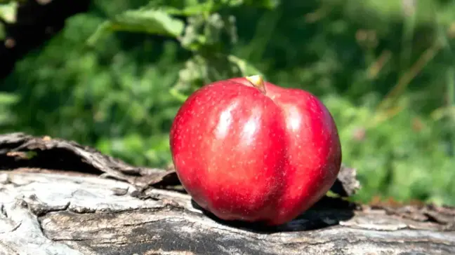 Posof'ta Kadınlara Elma Ağacı Bakımı Eğitimi Verildi