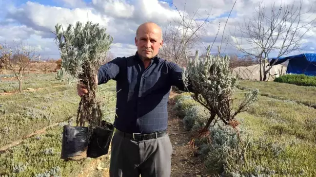 Denizli'de 15 Yıldır Fidan Üretimi Yapan Ömer Ergin'in Başarısı