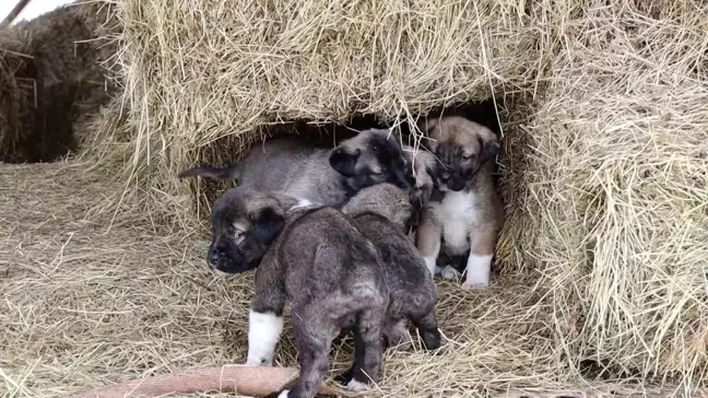 Kangal Yavrularında Kuyruksuzluk Şaşkınlık Yarattı