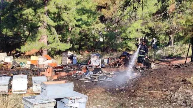 Alanya'daki Mezarlık Yangınında Arı Kovanları Zarar Gördü