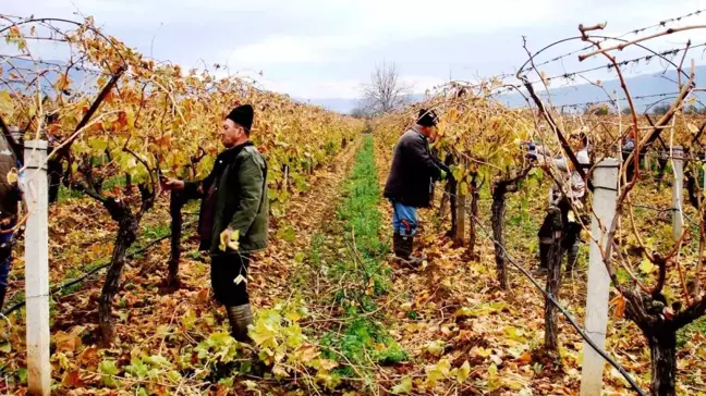 Manisa'da Sultani Çekirdeksiz Üzüm Bağlarında Budama İşlemleri Başladı