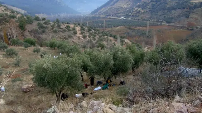 İslahiye'de Zeytin Hasadı Başladı