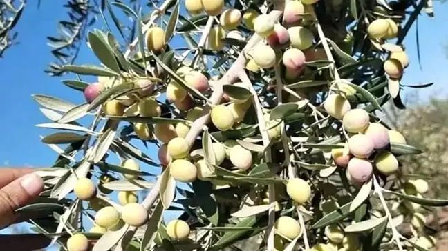 Zeytin Üreticisi Destek İstiyor