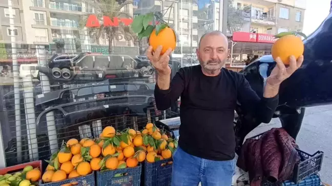 Antalya'da Dev Portakallar Görenleri Şaşırtıyor