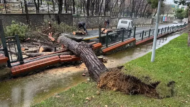 Yağış Sebebiyle Ağaç Devrildi