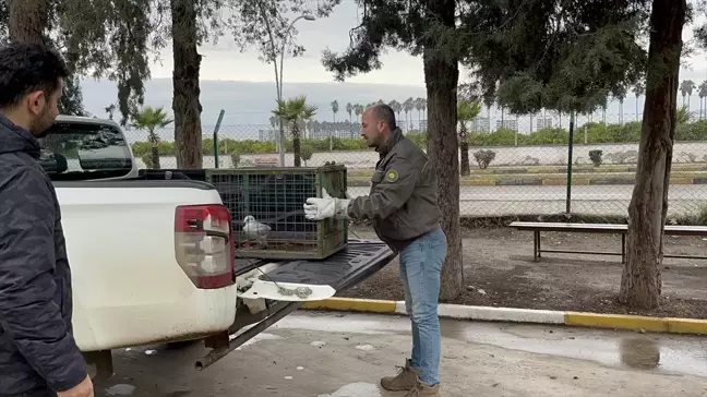 Yaralı Martı, İyi Niyetli Bir Vatandaşın Sayesinde Kurtarıldı