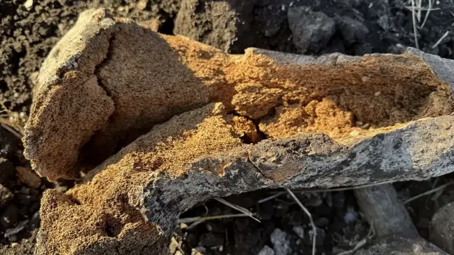 Kahramanmaraş'ta Tarlada Bulunan Fil Kemikleri Müzeye Teslim Edildi