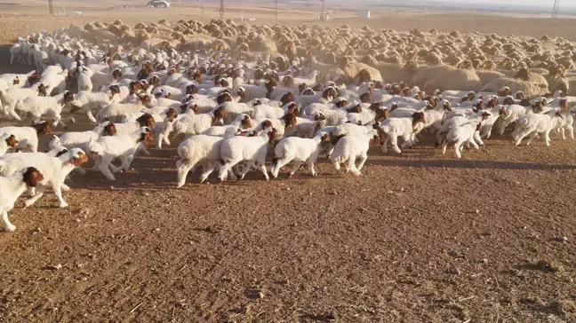 Ceylanpınar Tarım İşletmesi'nde 60 Bin İvesi Cinsi Kuzu Dünyaya Geldi