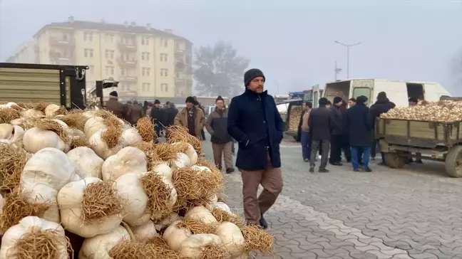 Taşköprü Sarımsağı Pazarı Zorlu Havalara Rağmen Devam Ediyor