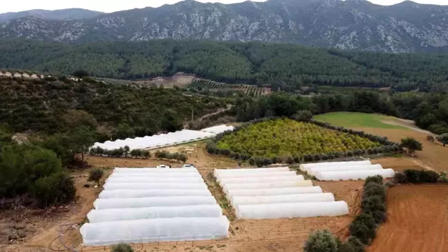 Domuzlar Çilek Bahçesine Dadandı, Üretici Elektrikli Tel ve Ses Bombası Koydu