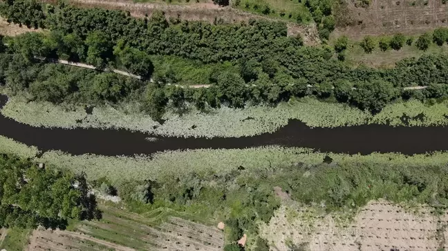 Sakarya'nın Doğal Güzellikleri 360 Bini Aştı: Acarlar Longozu ve İl Ormanı Tabiat Parkı