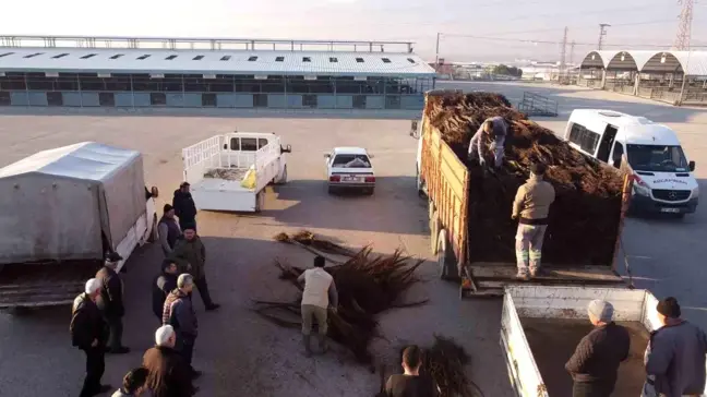 Denizli'de 587 Bin Ceviz Fidanı Üreticilere Dağıtıldı