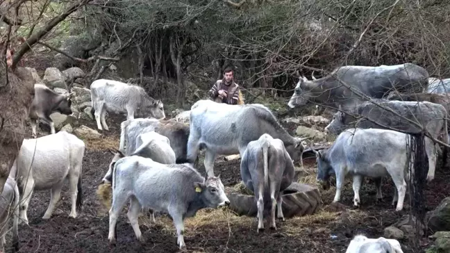 Bursa'da Korunan Danalara Silahlı Saldırı